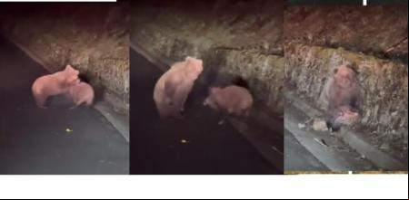 Investigan el ataque de un oso que habría matado y devorado a un jabalí en el Valle de Arán