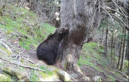 El oso Nere, en una imagen de mayo de 2024, ha pasado varios años viviendo en la zona pirenaica de Navarra, Aragón y Bearn francés