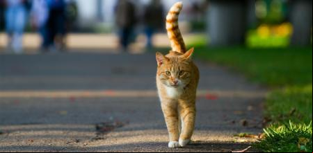 Gato en la calle