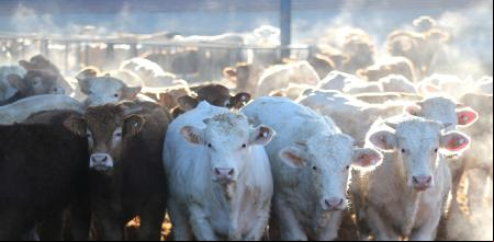 Varias vacas en la explotación ganadera ‘Ganados Ruigan’, a 14 de enero de 2022, en Menasalbas, Toledo, Castilla La Mancha, (España). Menasalbas es un pueblo ganadero que centra su actividad en la ganadería y producción de carne de vacuno. La explotación cuenta con cerca de unas 8.000 cabezas de vacuno. Se trata de uno de los principales centros productores de carne de Castilla la Mancha.