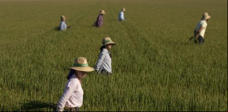 Un grupo de jornaleros durante su labor, escardar arroz, en un arrozal en Isla Mayor. A 26 de agosto de 2022 en Sevilla (Andalucía, España). Los arroceros andaluces han destacado que intentarán 