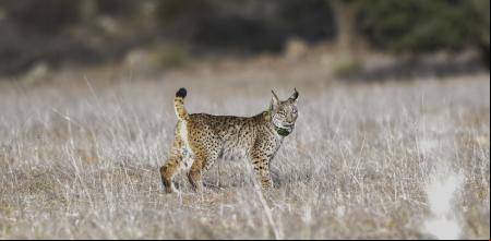 TORRE DE JUAN ADAD (Ciudad Real), 07/03/2023.- La población de lince ibérico se aproxima ya a los 600 ejemplares en Castilla-La Mancha, región en la que en 2022 nacieron 223 cachorros en libertad. Así lo ha puesto de manifiesto este martes el viceconsejero de Medio Ambiente de la Consejería de Desarrollo Sostenible del Gobierno de Castilla-La Mancha, Fernando Marchán, en declaraciones a los medios de comunicación, después de una suelta en Torre de Juan Abad. EFE/Jesús Monroy