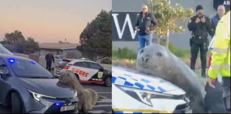 Un elefante marino se cuela en una zona residencial de Sudáfrica y siembra el caos entre sus vecinos