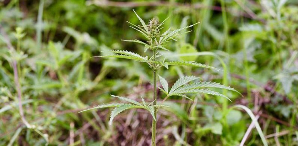Los chinos comenzaron a cultivar cannabis hace 12.000 años