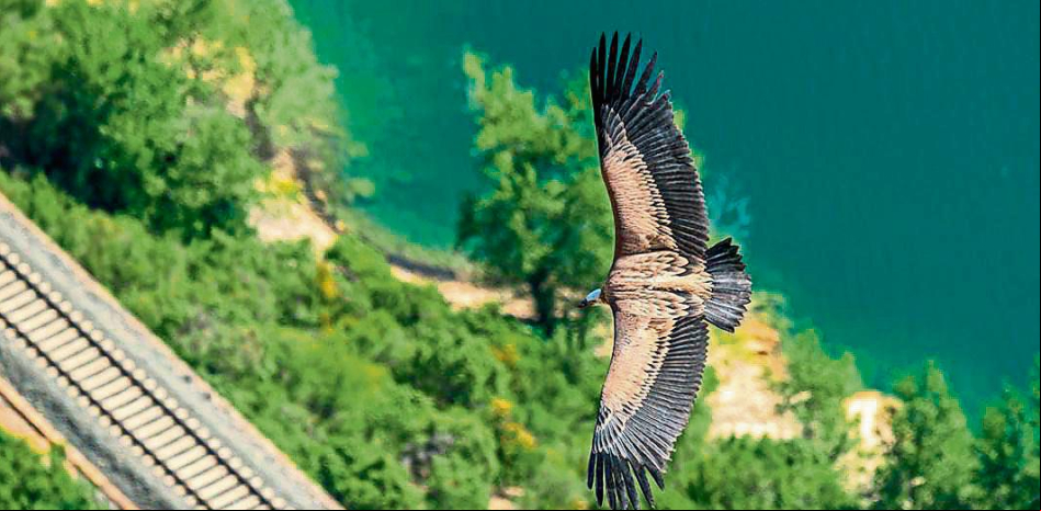 Dónde ver volar al buitre leonado en Catalunya