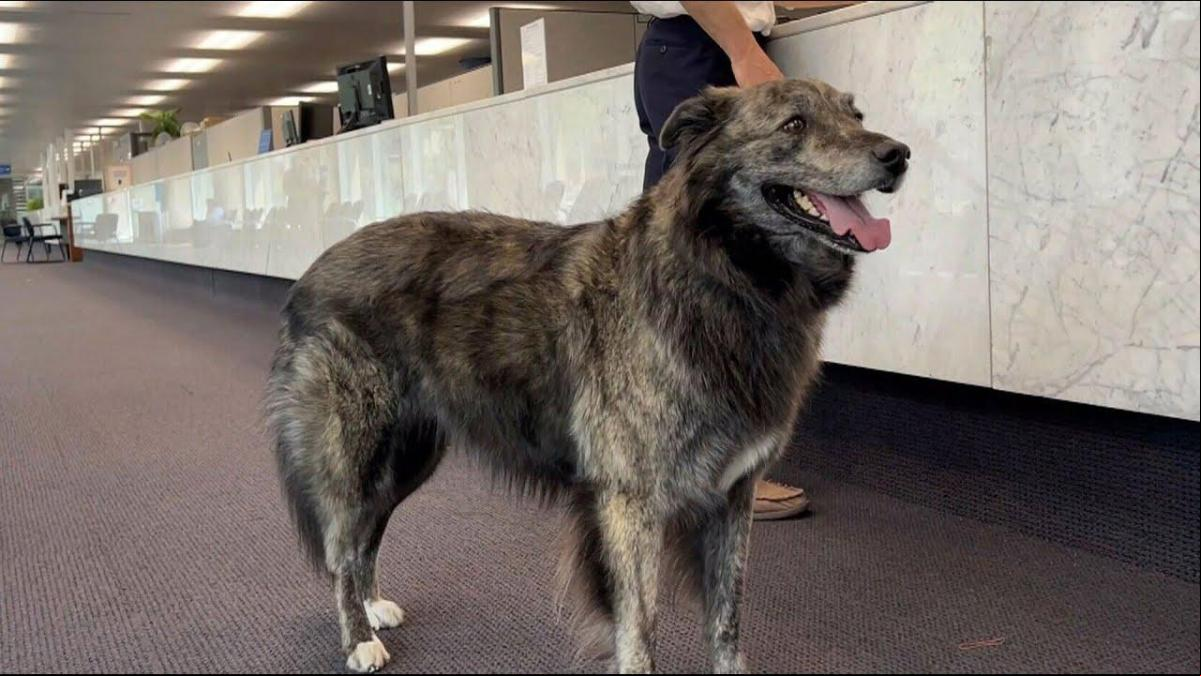 Así es Molly, la perra que quería ganar las elecciones en Toronto para mejorar la vida de los canes