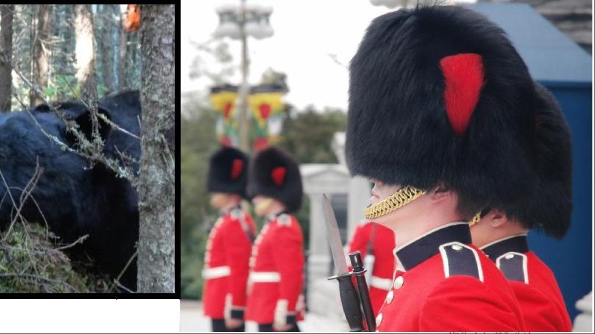 Nuevo aliado famoso de la campaña contra los sombreros de piel de oso de la Guardia Real