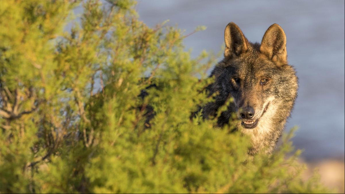 Desproteger al lobo no beneficia a nadie
