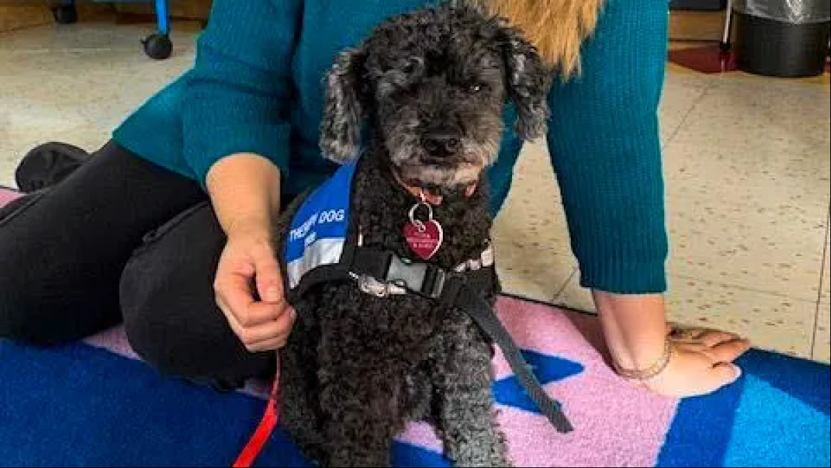 Gracie, la perrita de terapia que transforma vidas en una escuela argentina