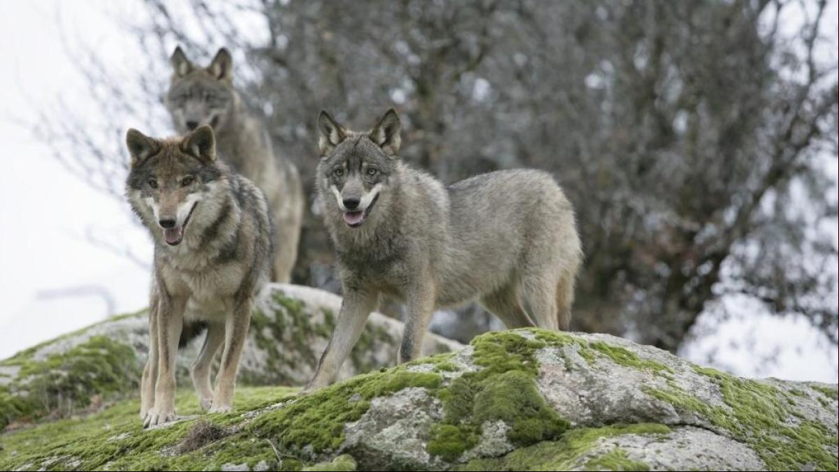 Castilla y León incumplió el derecho europeo al aprobar un plan que permitía cazar 339 lobos