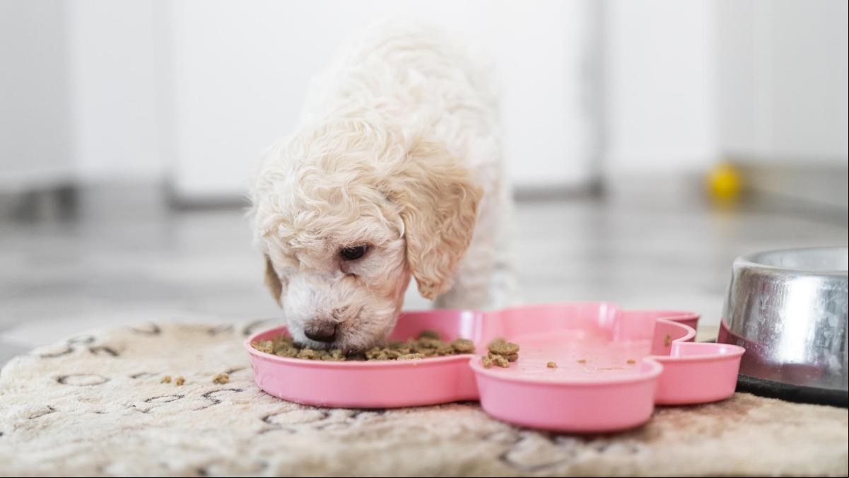 Los mejores piensos para tu cachorro: nutritivos, de sabores variados y con ingredientes de calidad