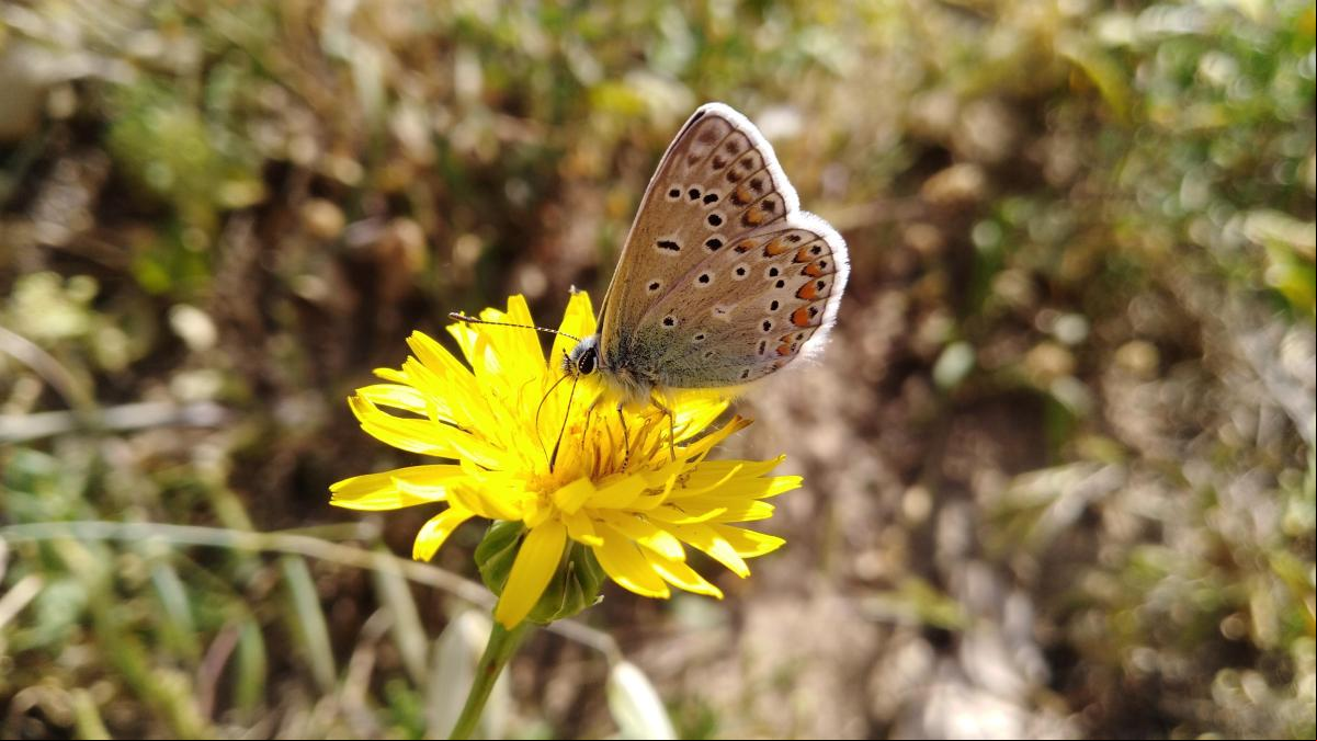 Consecuencias de la sequía: las mariposas metropolitanas disminuyen más de un 30%