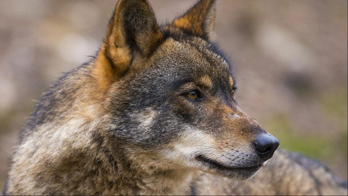 El Congreso da luz verde a cazar lobos al norte del Duero