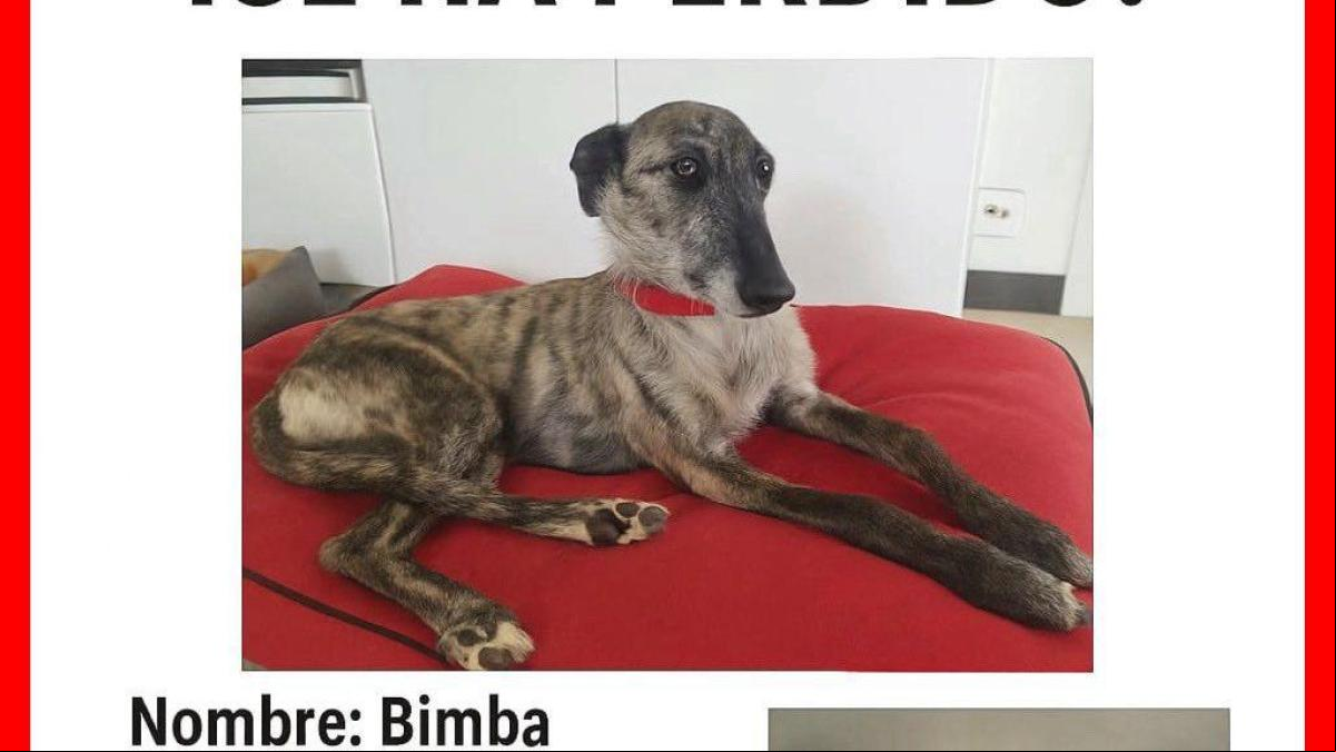 Se busca deseperadamente a la galga Bimba en Bergondo