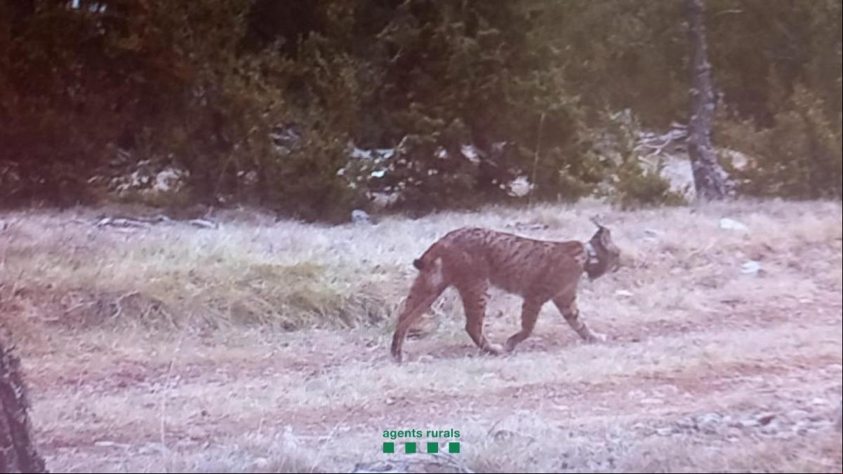 ¿Qué hace un lince del sur de Portugal en el Prepirineo catalán?