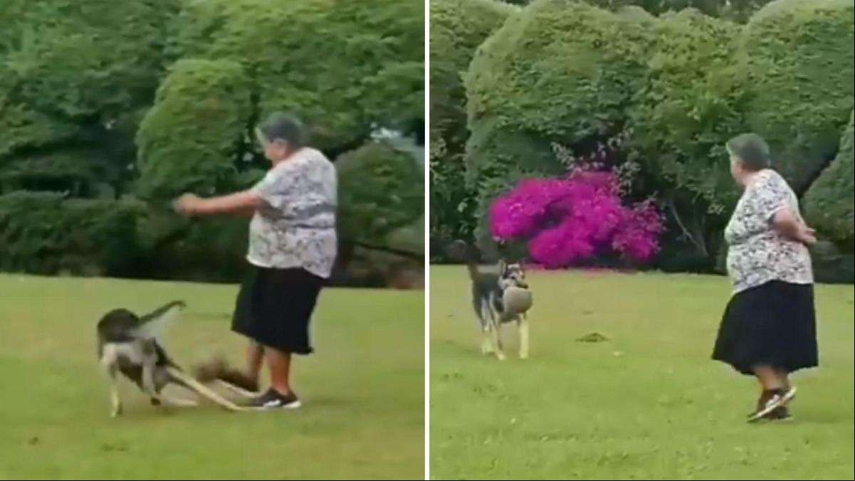 El hilarante vídeo que muestra a una señora mayor jugando al fútbol con su pastor alemán: “Toda una profesional” El hilarante vídeo que muestra a una señora mayor jugando al fútbol con su pastor alemán: “Toda una profesional”