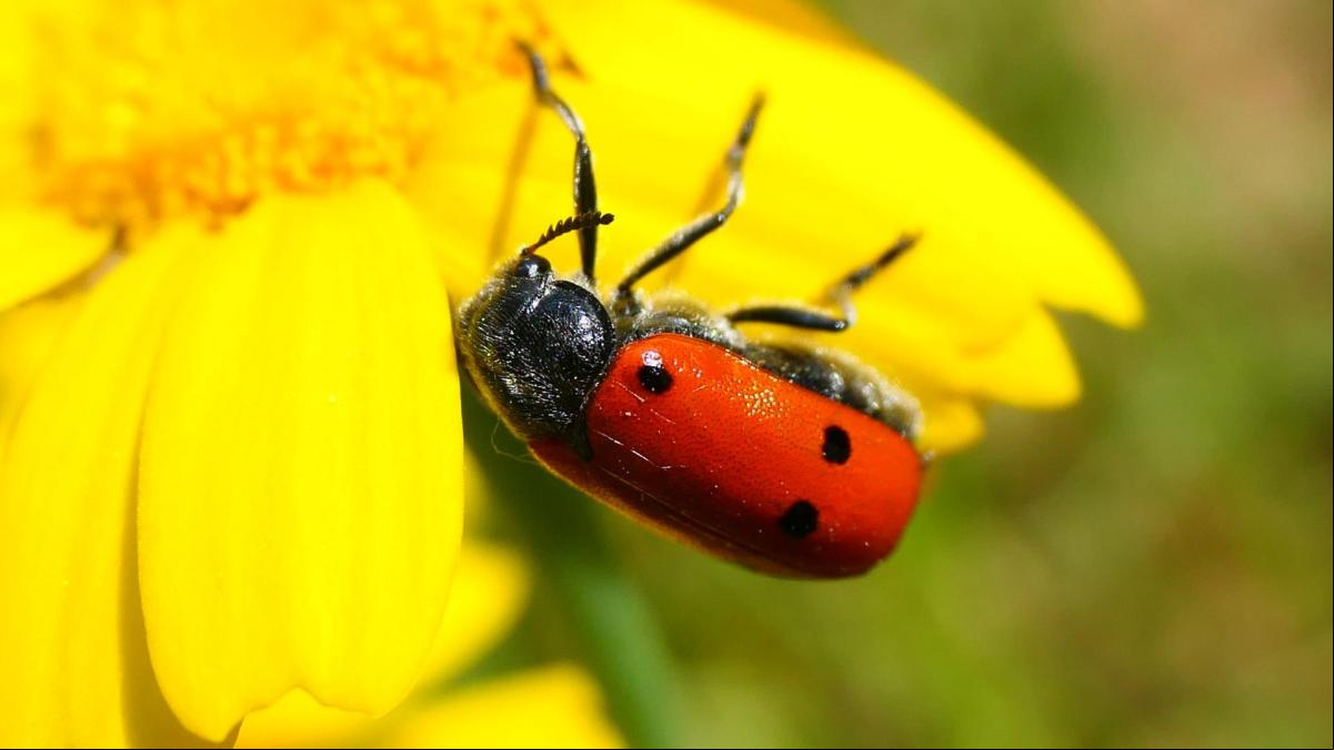 El escarabajo que parece una mariquita y la mariquita que no es un escarabajo