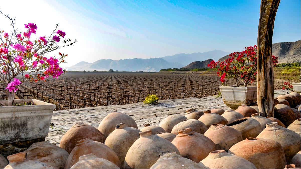 Perú declara patrimonio cultural los saberes, técnicas y valores de producción del pisco