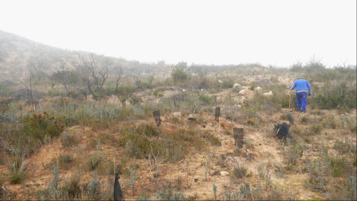 Flix planta 1.800 árboles para reforestar la zona incendiada de la Ermita del Remei
