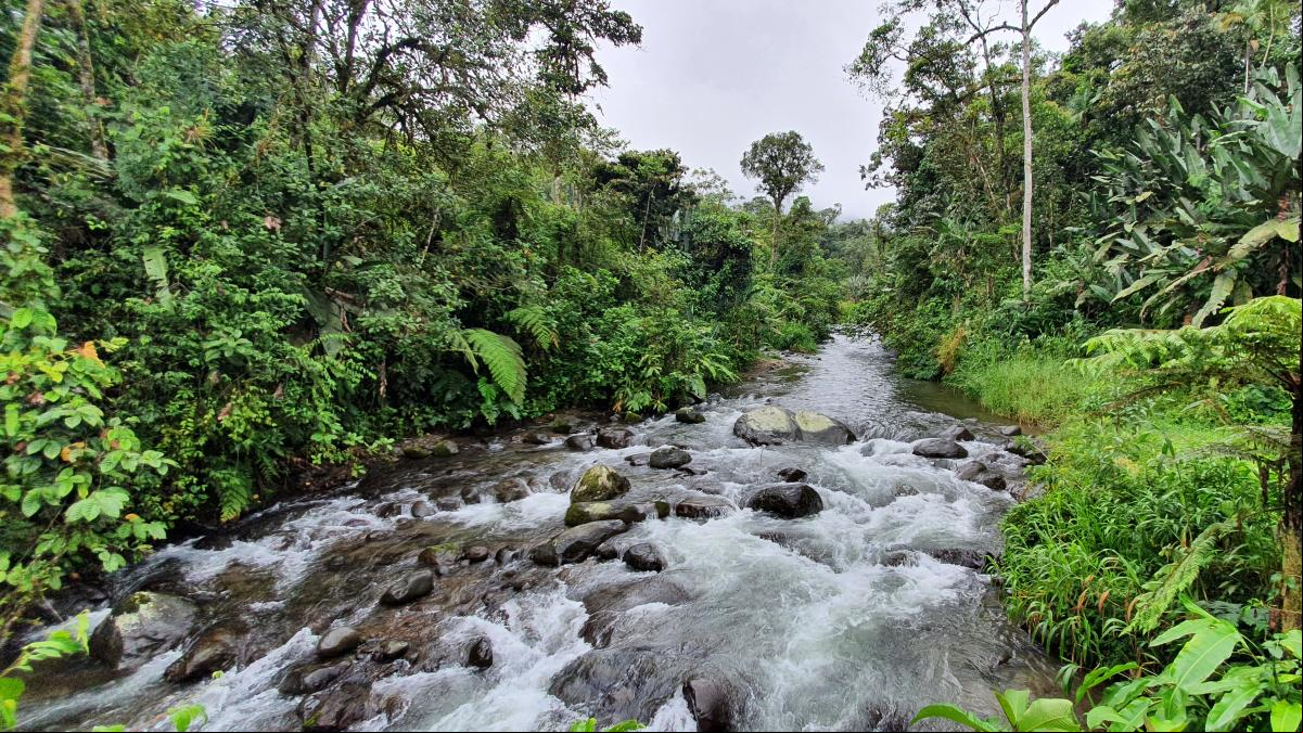 La ONU declara el  a un medio ambiente limpio y saludable, un derecho humano universal