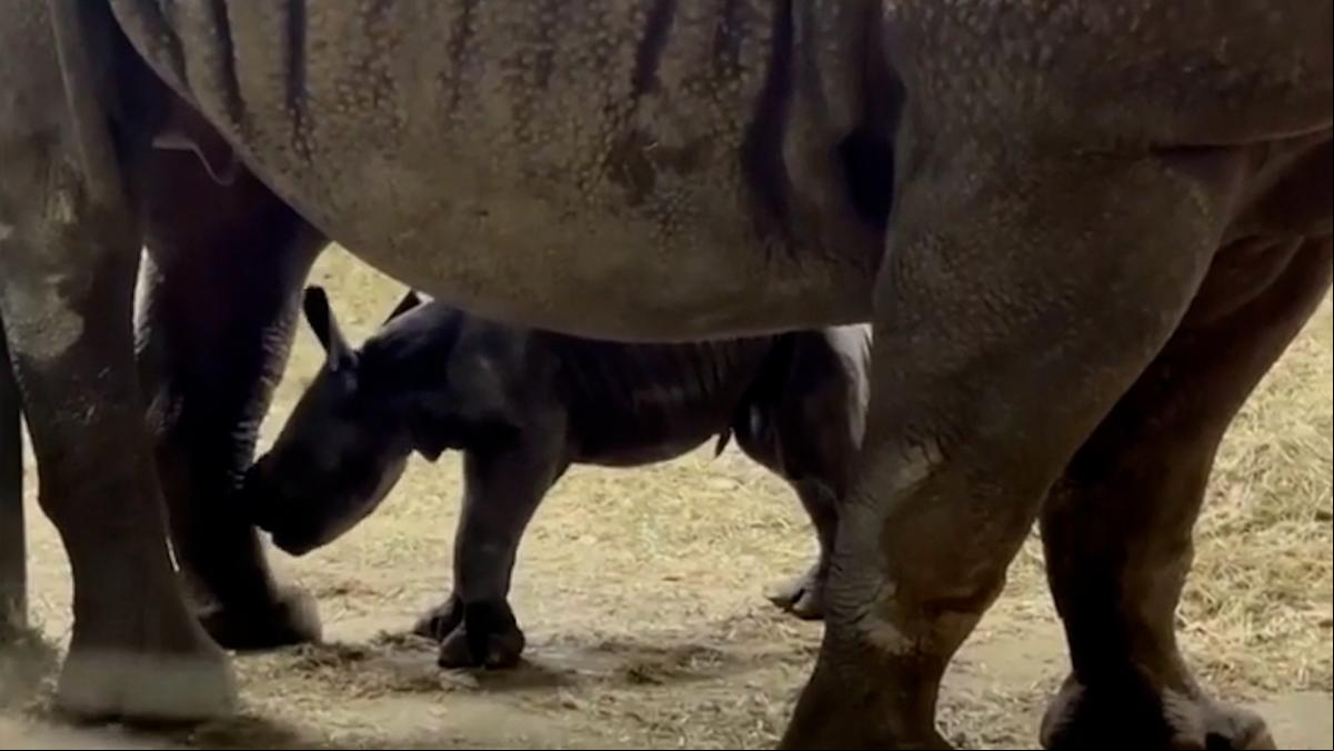 Nace una cría de rinoceronte negro oriental, una especie en peligro crítico de extinción