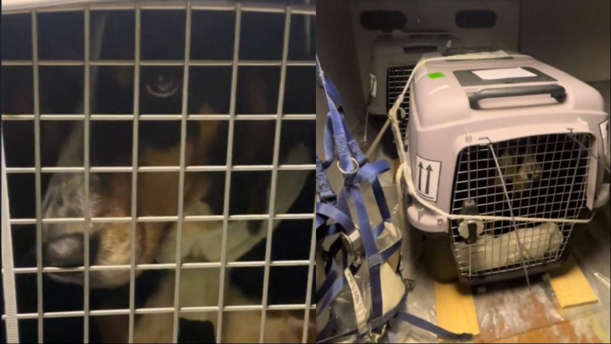 Un operario muestra el mal estado de los perros en la bodega de un avión: Mirad qué mal están