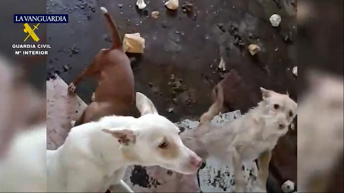 Investigan a un hombre por maltratar a 11 perros y encontrar a 3 cachorros fallecidos en Madrid Investigan a un hombre por maltratar a 11 perros y encontrar a 3 cachorros fallecidos en Madrid