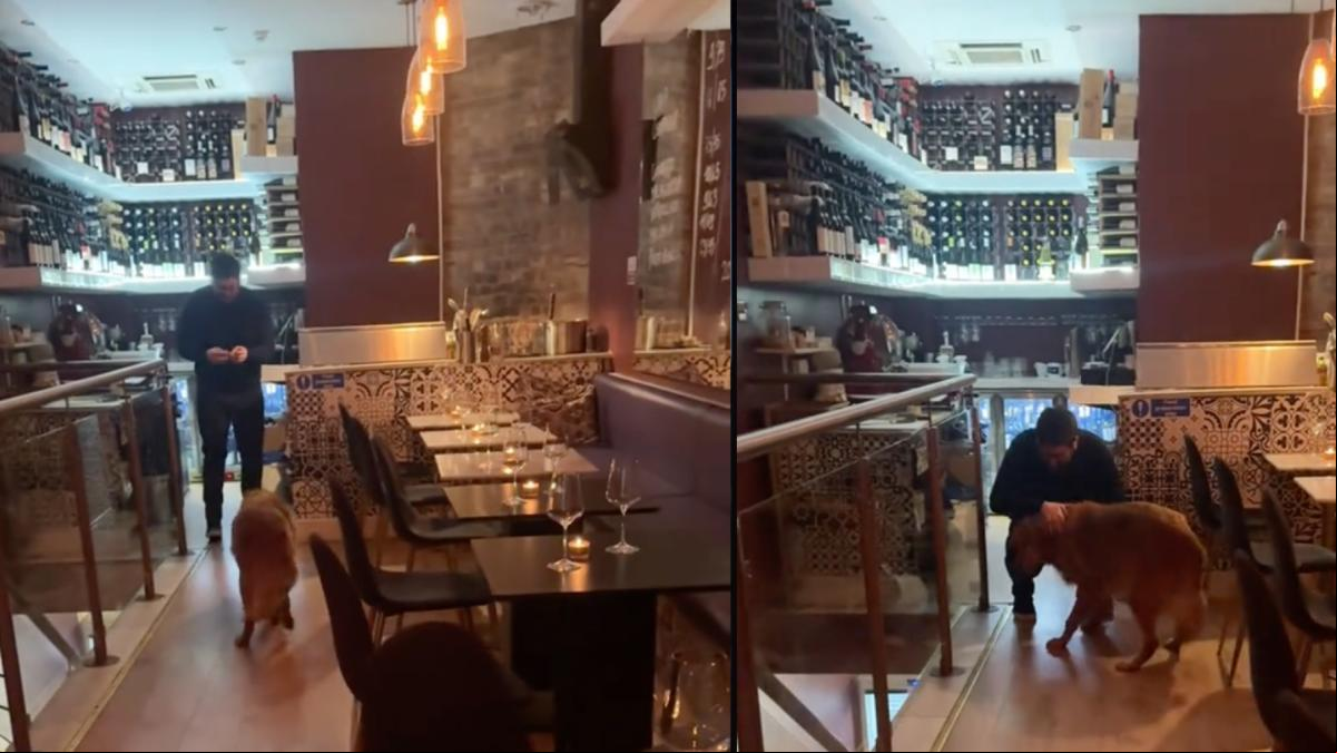 La adorable amistad entre un golden retriever y el camarero de un bar italiano en el que cada día le dan algo de comer: “Prosciuttino”