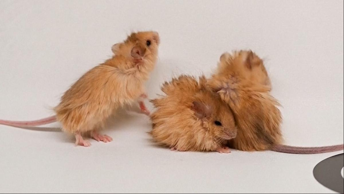 Ratones lanudos: biotecnología para revivir rasgos de especies extintas