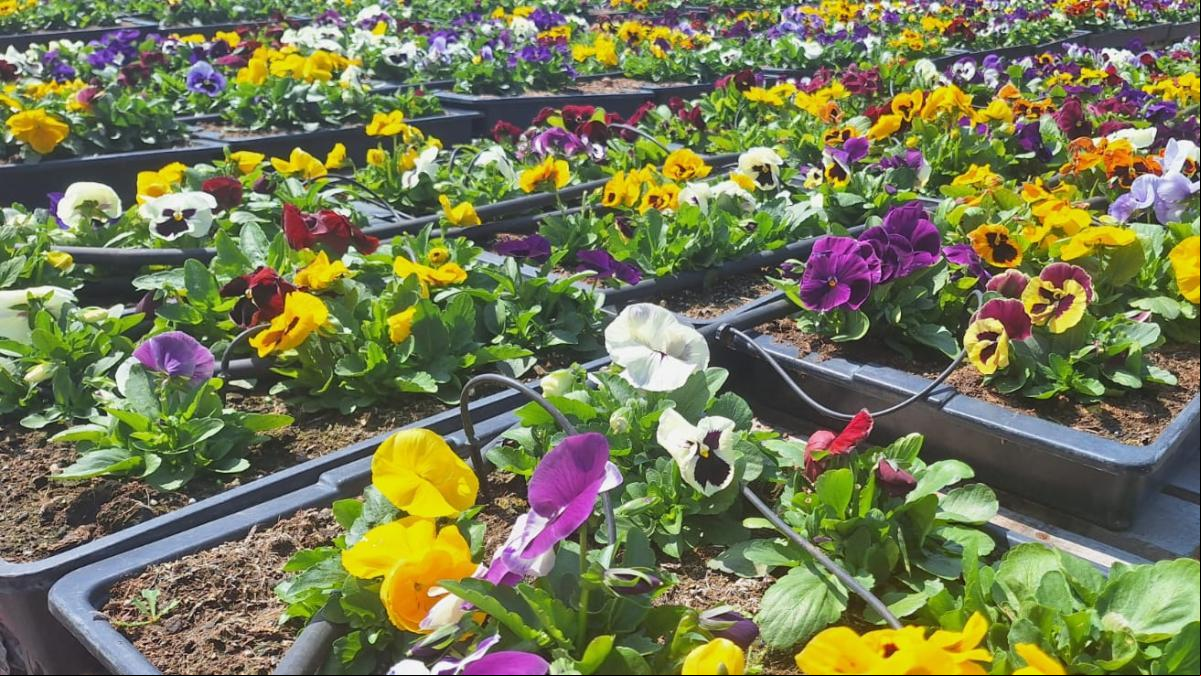 Massa Greens, flores comestibles cultivadas en la Ribera Alta para la alta cocina