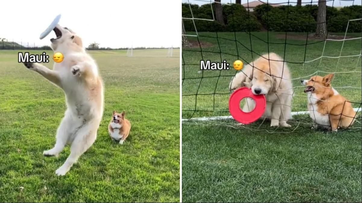 El desternillante vídeo que muestra a un golden retriever intentando realizar diversos deportes: “Ama hacer ejercicio pero el ejercicio no le quiere a él”