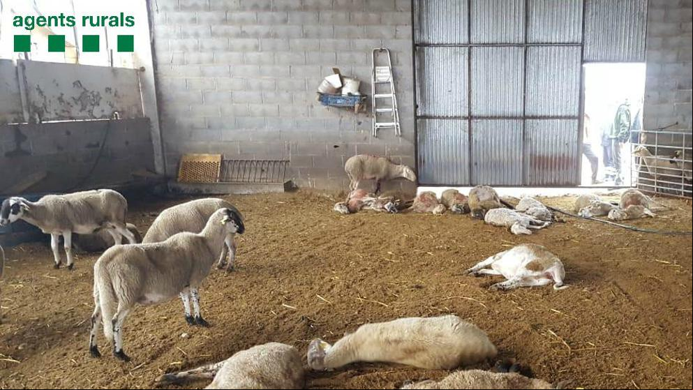 Varios perros matan una veintena de ovejas y algunos corderos en una granja de Ponts